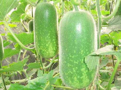 梦见摘双瓜吃瓜果,摘双瓜吃瓜果的奇幻之旅