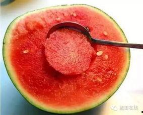 蓝田吃瓜视频打卡