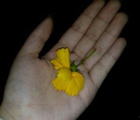 吃瓜有毒的视频素材,网络谣言背后的真相