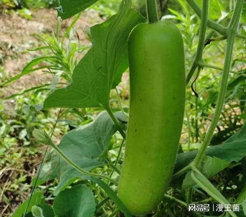 宝宝吃瓠子瓜趣事,宝宝吃瓠子瓜的欢乐时光