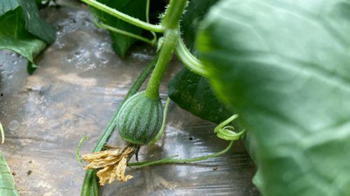 换儿吃瓜,揭秘育儿界的另类现象