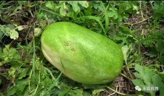 静静吃瓜结局,揭秘娱乐圈背后的真相与反转