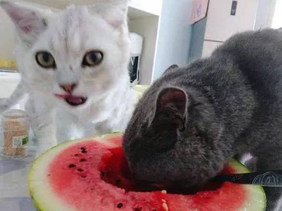 猫咪买瓜吃瓜图片