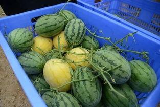 跨年吃瓜群,揭秘年度热门事件背后的故事