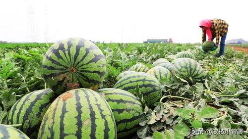 吃瓜为什么苦,探寻瓜果苦味的成因与影响