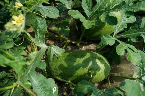 小崩瓜怎么吃,轻松解锁美味新体验