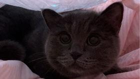 给小猫吃瓜视频,小猫欢乐吃瓜瞬间